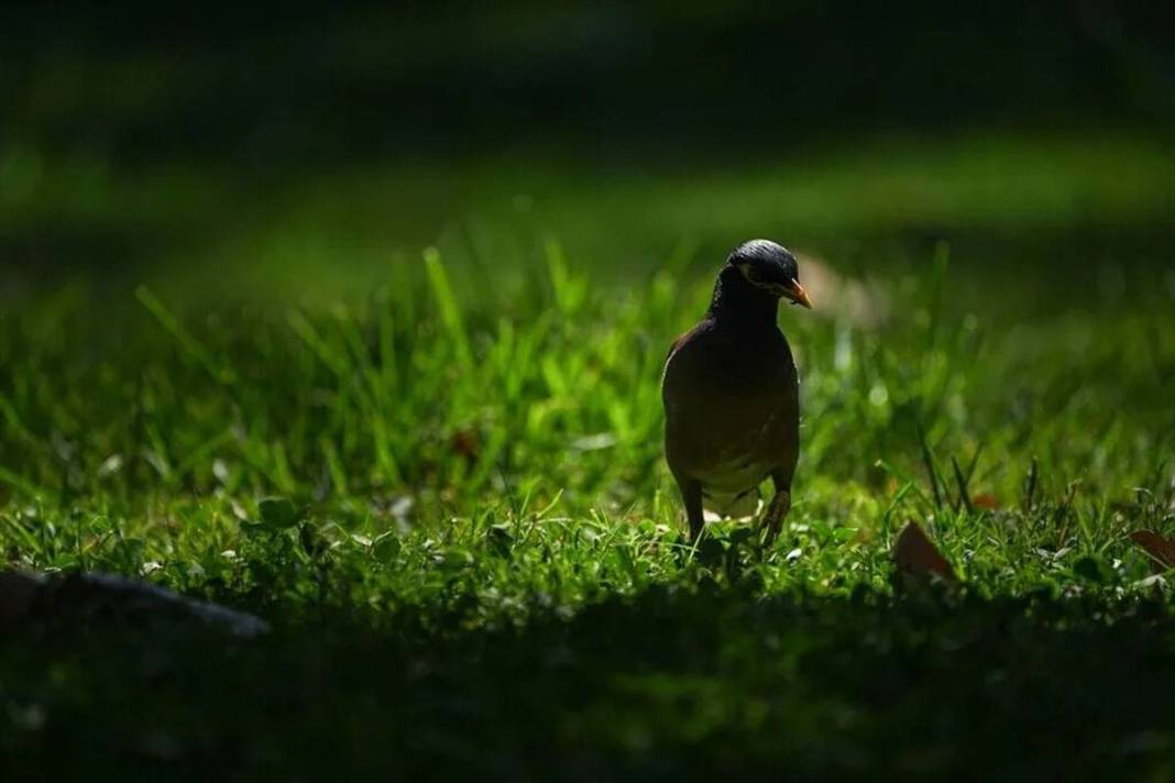 İstanbul parklarında yeni tehlike: İstilacı çiğdeci kuşu, savunmasız kuşların yuvalarını basarak yumurtalarını yiyor 3